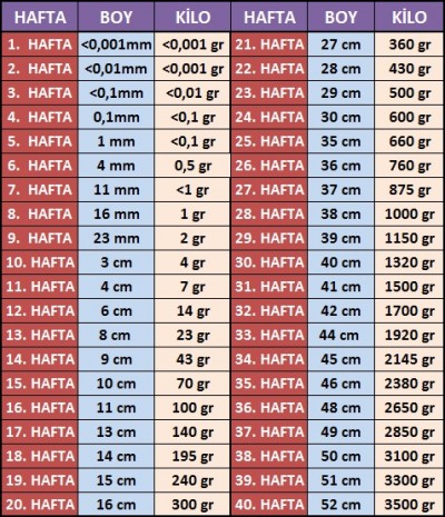 26 haftalik bebek kilosu hamilelikte bebek sagligi
