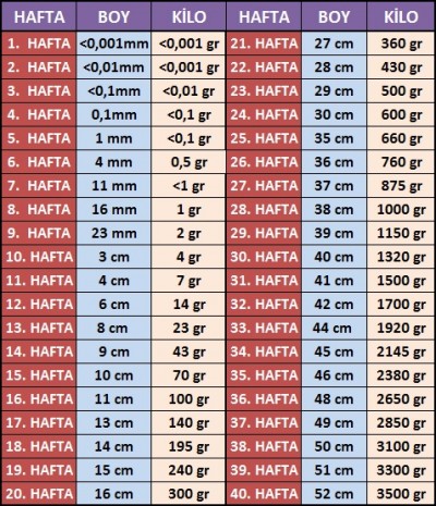 26 haftalik bebek kilosu hamilelikte bebek sagligi